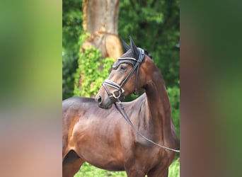 Hannoveraner, Wallach, 3 Jahre, 167 cm, Dunkelbrauner