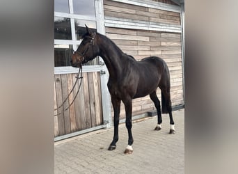 Hannoveraner, Wallach, 3 Jahre, 167 cm, Dunkelbrauner