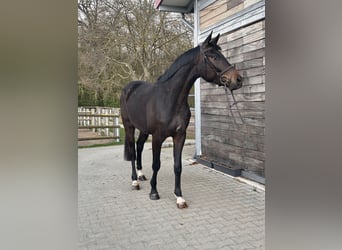 Hannoveraner, Wallach, 3 Jahre, 167 cm, Dunkelbrauner