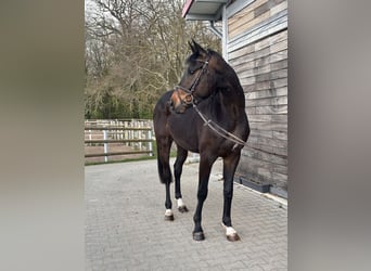 Hannoveraner, Wallach, 3 Jahre, 167 cm, Dunkelbrauner