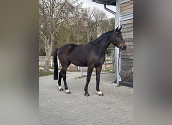 Hannoveraner, Wallach, 3 Jahre, 167 cm, Dunkelbrauner