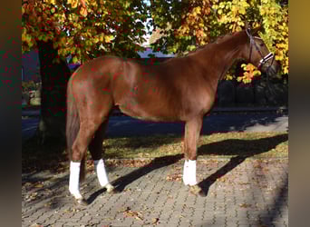 Hannoveraner, Wallach, 3 Jahre, 167 cm, Fuchs