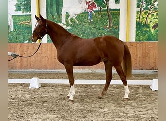 Hannoveraner, Wallach, 3 Jahre, 167 cm, Fuchs