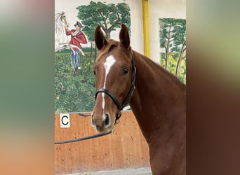 Hannoveraner, Wallach, 3 Jahre, 167 cm, Fuchs