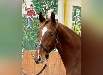 Hannoveraner, Wallach, 3 Jahre, 167 cm, Fuchs