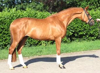 Hannoveraner, Wallach, 3 Jahre, 167 cm, Fuchs