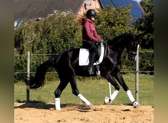 Hannoveraner, Wallach, 3 Jahre, 167 cm, Rappe