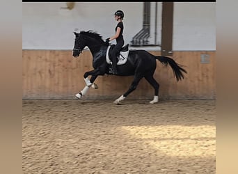 Hannoveraner, Wallach, 3 Jahre, 167 cm, Rappe