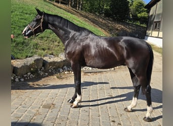 Hannoveraner, Wallach, 3 Jahre, 167 cm, Rappe