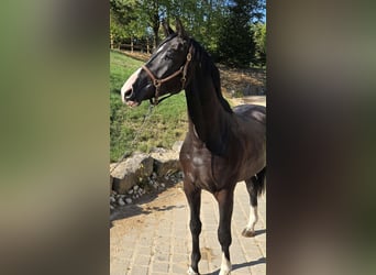 Hannoveraner, Wallach, 3 Jahre, 167 cm, Rappe