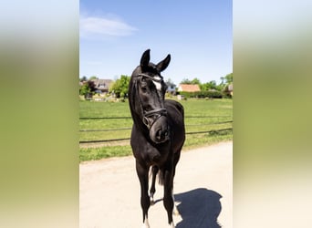 Hannoveraner, Wallach, 3 Jahre, 167 cm, Rappe