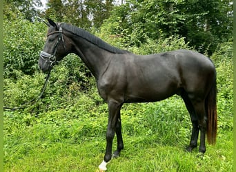 Hannoveraner, Wallach, 3 Jahre, 167 cm, Rappe