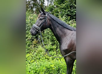Hannoveraner, Wallach, 3 Jahre, 167 cm, Rappe