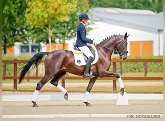 Hannoveraner, Wallach, 3 Jahre, 167 cm, Rappe