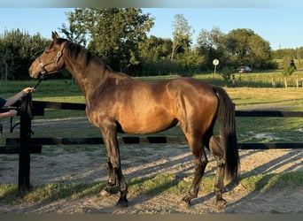 Hannoveraner, Wallach, 3 Jahre, 167 cm, Rotbrauner