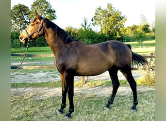 Hannoveraner, Wallach, 3 Jahre, 167 cm, Rotbrauner