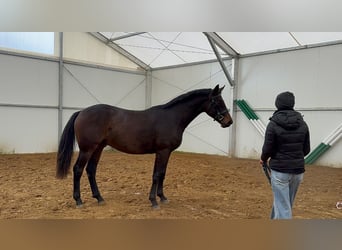 Hannoveraner, Wallach, 3 Jahre, 167 cm, Rotbrauner