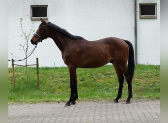 Hannoveraner, Wallach, 3 Jahre, 168 cm, Brauner
