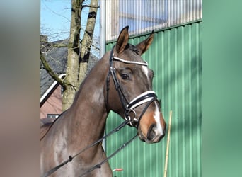 Hannoveraner, Wallach, 3 Jahre, 168 cm, Brauner