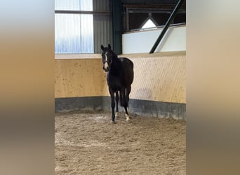 Hannoveraner, Wallach, 3 Jahre, 168 cm, Brauner