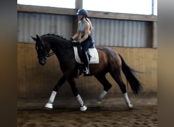 Hannoveraner, Wallach, 3 Jahre, 168 cm, Brauner