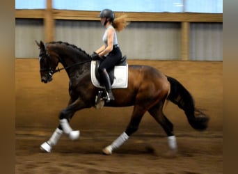 Hannoveraner, Wallach, 3 Jahre, 168 cm, Brauner