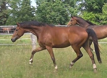 Hannoveraner, Wallach, 3 Jahre, 168 cm, Brauner