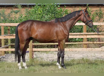 Hannoveraner, Wallach, 3 Jahre, 168 cm, Brauner