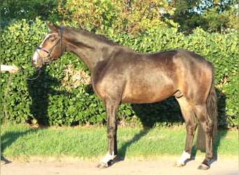 Hannoveraner, Wallach, 3 Jahre, 168 cm, Brauner