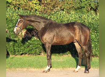 Hannoveraner, Wallach, 3 Jahre, 168 cm, Brauner