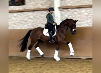 Hannoveraner, Wallach, 3 Jahre, 168 cm, Brauner