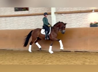 Hannoveraner, Wallach, 3 Jahre, 168 cm, Brauner