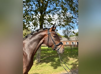 Hannoveraner, Wallach, 3 Jahre, 168 cm, Brauner