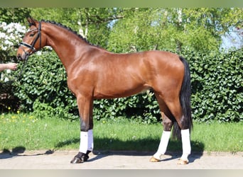 Hannoveraner, Wallach, 3 Jahre, 168 cm, Brauner