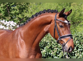 Hannoveraner, Wallach, 3 Jahre, 168 cm, Brauner