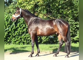 Hannoveraner, Wallach, 3 Jahre, 168 cm, Brauner