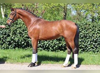 Hannoveraner, Wallach, 3 Jahre, 168 cm, Brauner