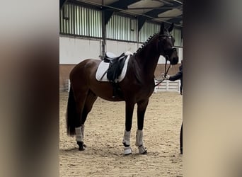 Hannoveraner, Wallach, 3 Jahre, 168 cm