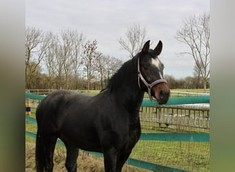 Hannoveraner, Wallach, 3 Jahre, 168 cm, Dunkelbrauner
