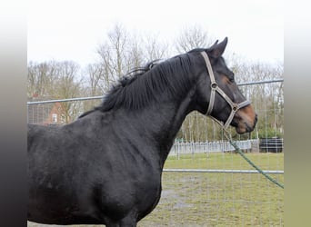 Hannoveraner, Wallach, 3 Jahre, 168 cm, Dunkelbrauner