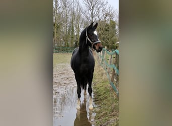 Hannoveraner, Wallach, 3 Jahre, 168 cm, Dunkelbrauner