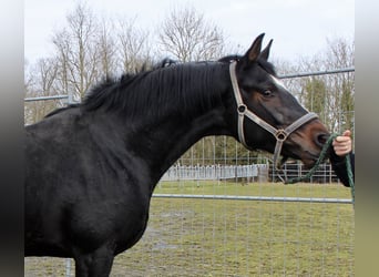 Hannoveraner, Wallach, 3 Jahre, 168 cm, Dunkelbrauner