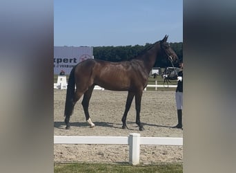 Hannoveraner, Wallach, 3 Jahre, 168 cm, Dunkelbrauner