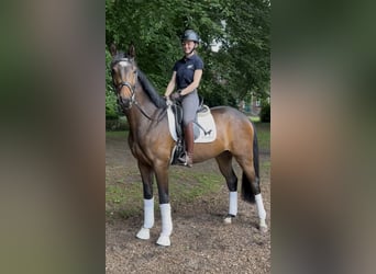 Hannoveraner, Wallach, 3 Jahre, 168 cm, Dunkelbrauner