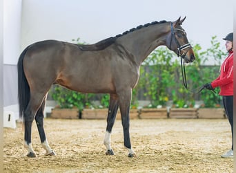 Hannoveraner, Wallach, 3 Jahre, 168 cm, Dunkelbrauner
