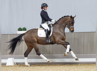 Hannoveraner, Wallach, 3 Jahre, 168 cm, Dunkelbrauner