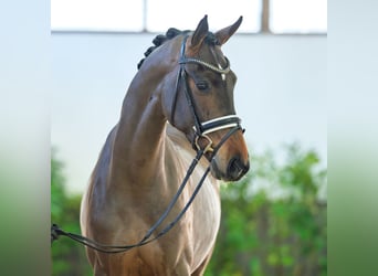 Hannoveraner, Wallach, 3 Jahre, 168 cm, Dunkelbrauner