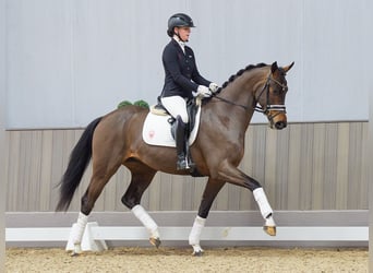 Hannoveraner, Wallach, 3 Jahre, 168 cm, Dunkelbrauner