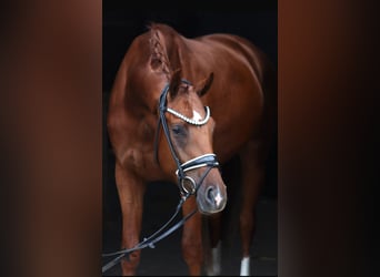 Hannoveraner, Wallach, 3 Jahre, 168 cm, Fuchs