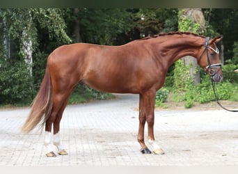 Hannoveraner, Wallach, 3 Jahre, 168 cm, Fuchs